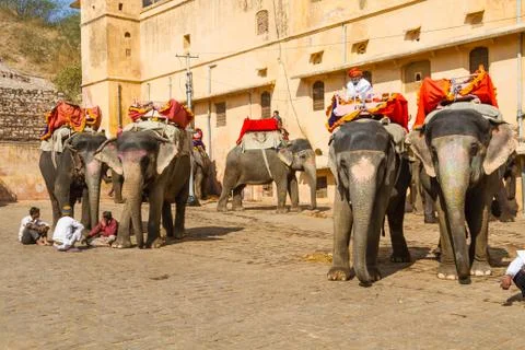 Elephant Yard Stock Photos