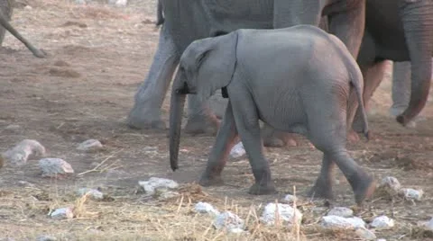 Elephant youg Stock Footage 12128334