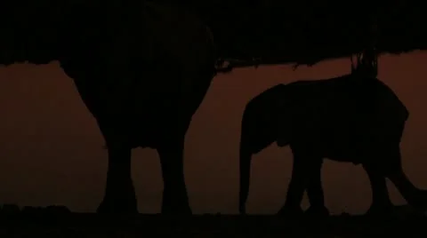 Elephant young in the evening Stock Footage 11976307