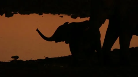 Elephant young, silhouette Stock Footage 11976416