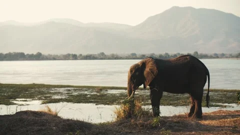 Elephant on Zambezi Видео 213896918