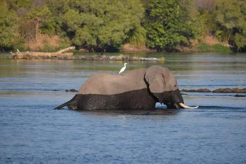 Elephant in the Zambezi River Stock Photos