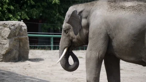 Elephant at the zoo flexing his trunk Vídeo Stock 130745474