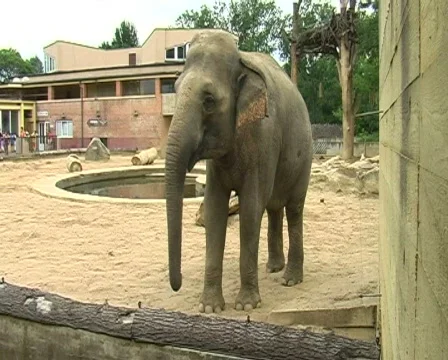 Elephant in zoo Stock Footage 309981