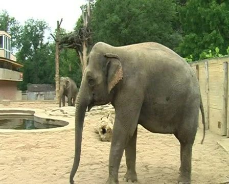 Elephant in zoo Stock Footage 309983