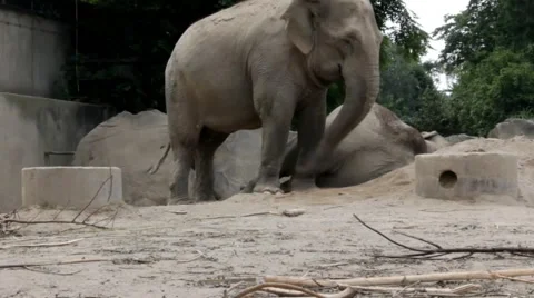 Elephant at the zoo Stock Footage 40520529