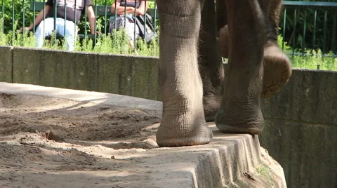 Elephant at the Zoo Stock Footage 41010771