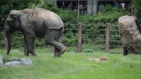 Elephant in zoo 動画素材 54034283