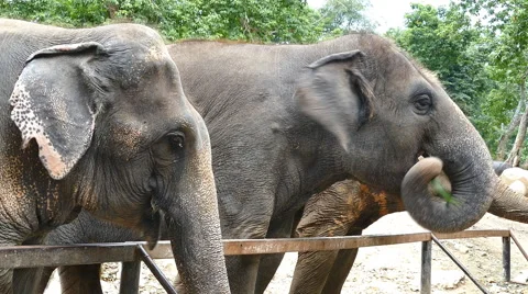 Elephant at the zoo. Stock Footage 54917443