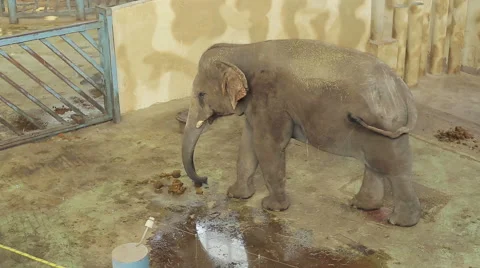 Elephant In The Zoo Stock Footage 56181230