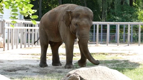 Elephant at the zoo. Stock Footage 80221100