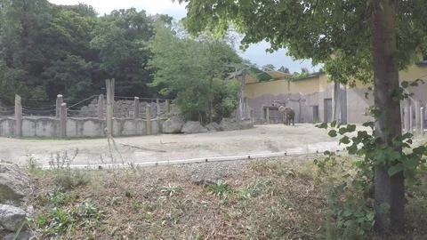 Elephant in zoo Stock Footage 83620159