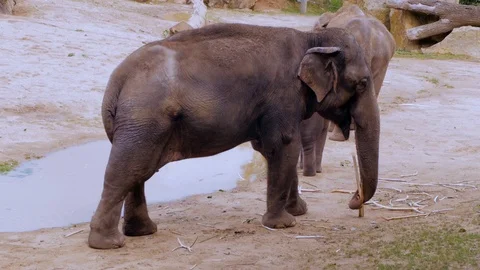 Elephant in the zoo Stock Footage 97211382
