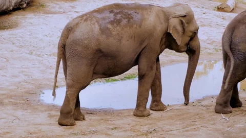 Elephant in the zoo Stock Footage 97211584