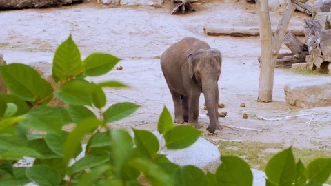 Elephant in the zoo Stock Footage 97213202