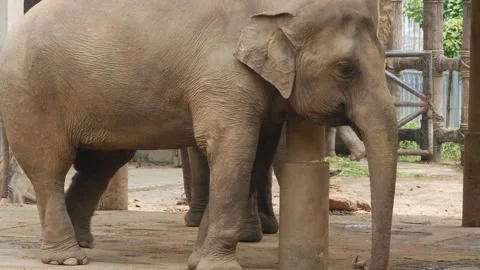 The elephant at the zoo Stock Footage 144029094
