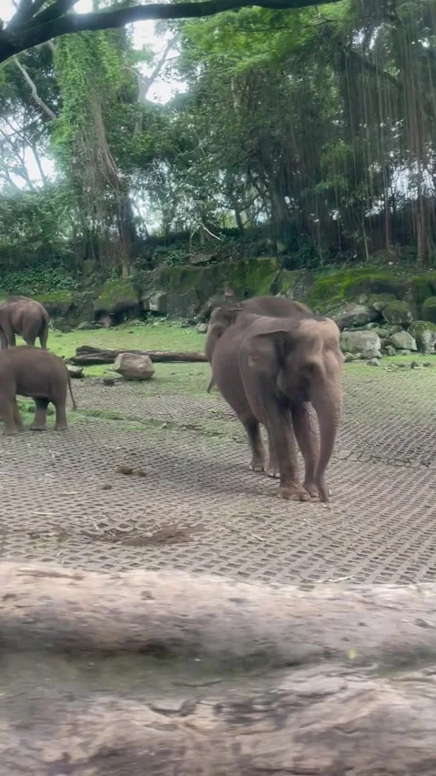 Elephant zoo 库存影片 223075406
