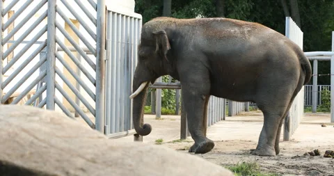Elephant in the zoo 스톡 동영상 242707344