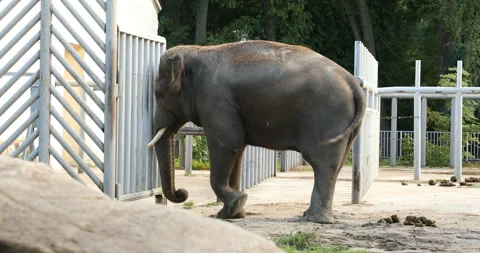 Elephant in the zoo Stock Footage 242707395