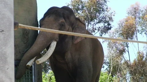 Elephant in Zoo HD Stock Footage 478109