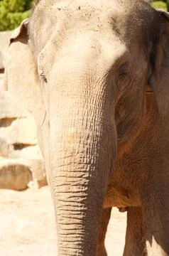 Elephant in zoo Stock Photos