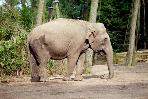 Elephant in the zoo Foto stock