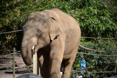 Elephant at the zoo 写真素材