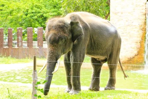 Elephant in a zoo Stock Photos