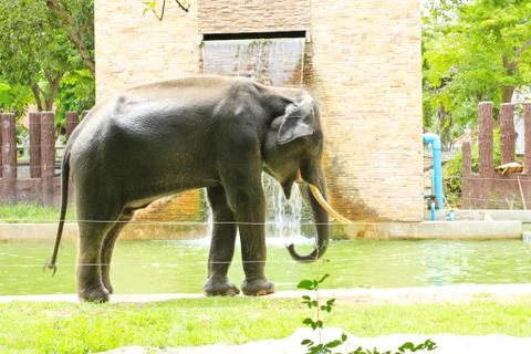 Elephant in a zoo Stock Photos