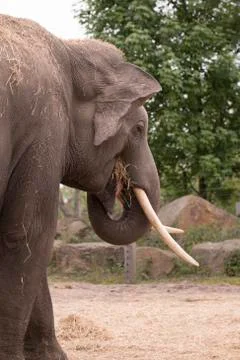 Elephant in ZOO Stock Photos