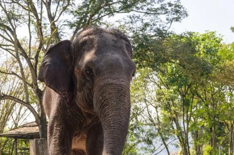 Elephant In Zoo Stock Photos