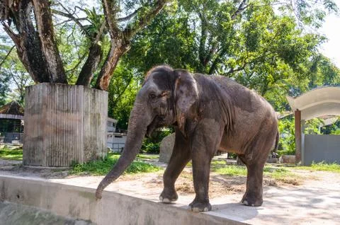Elephant In Zoo Stock Photos