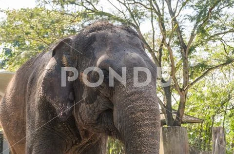 Elephant In Zoo Stock Photos