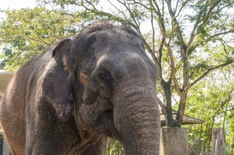Elephant In Zoo Stock Photos