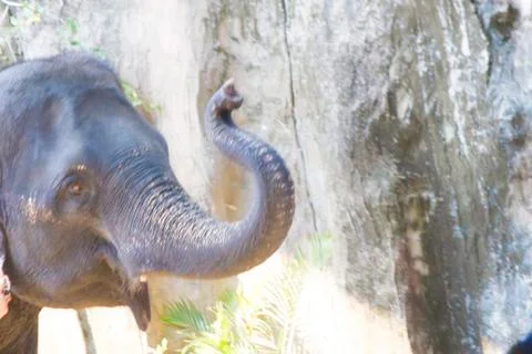 Elephant in a zoo Stock Photos