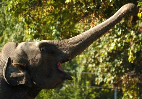 Elephant in the zoo Stock Photos