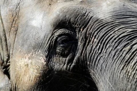Elephant in the zoo 写真素材