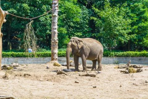 Elephant at the ZOO Stock Photos