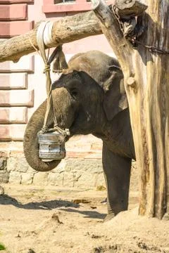 Elephant at the ZOO Stock Photos