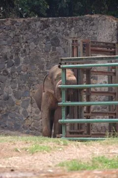 An elephant in the zoo Stock Photos