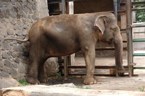 An elephant in the zoo Stock Photos