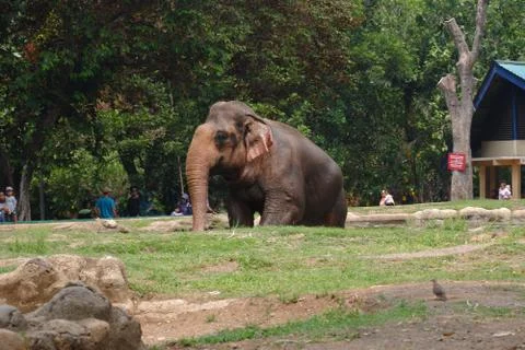 An elephant in the zoo Stock Photos