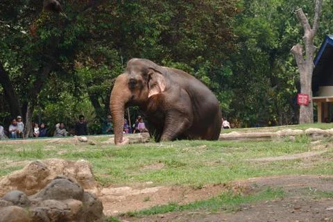An elephant in the zoo Stock Photos