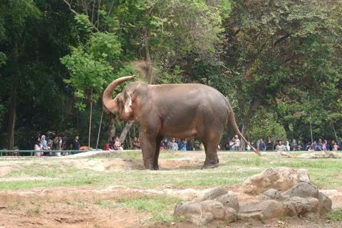 An elephant in the zoo Stock Photos