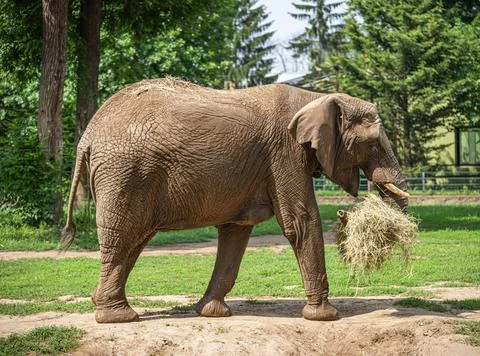 Elephant in the zoo. Stock Photos