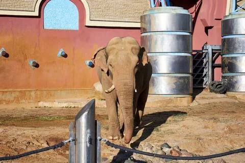 Elephant in a zoo Stock Photos