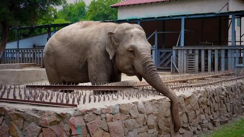 Elephant at the zoo Stock Photos