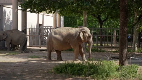 Elephant in the zoo territory Stock Footage 155419490