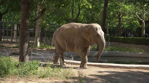 Elephant in the zoo territory Stock Footage 155419527