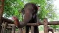 Elephant in zoological garden in Pattaya, Thailand HD Footage